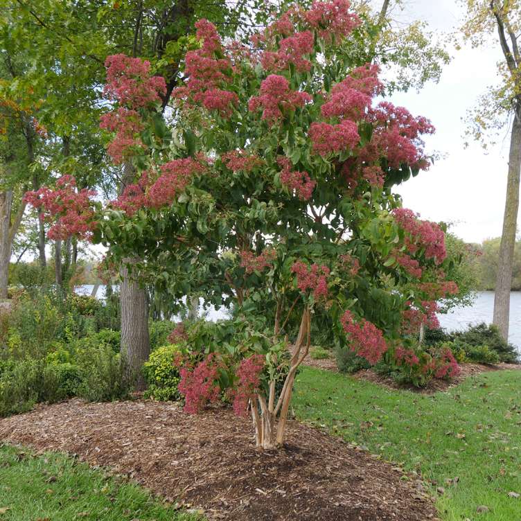 Temple of Bloom Seven-son flower blooming in the landscape